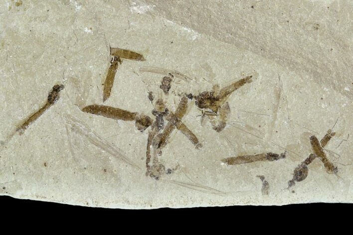 Fossil Cranefly (Tipulidae) Cluster - Green River Formation, Utah #111400